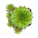 2 inch Sempervivum Colorockz 'Blushing Garnet', pink succulents, indoor succulents, succulent care guide, buy succulents online