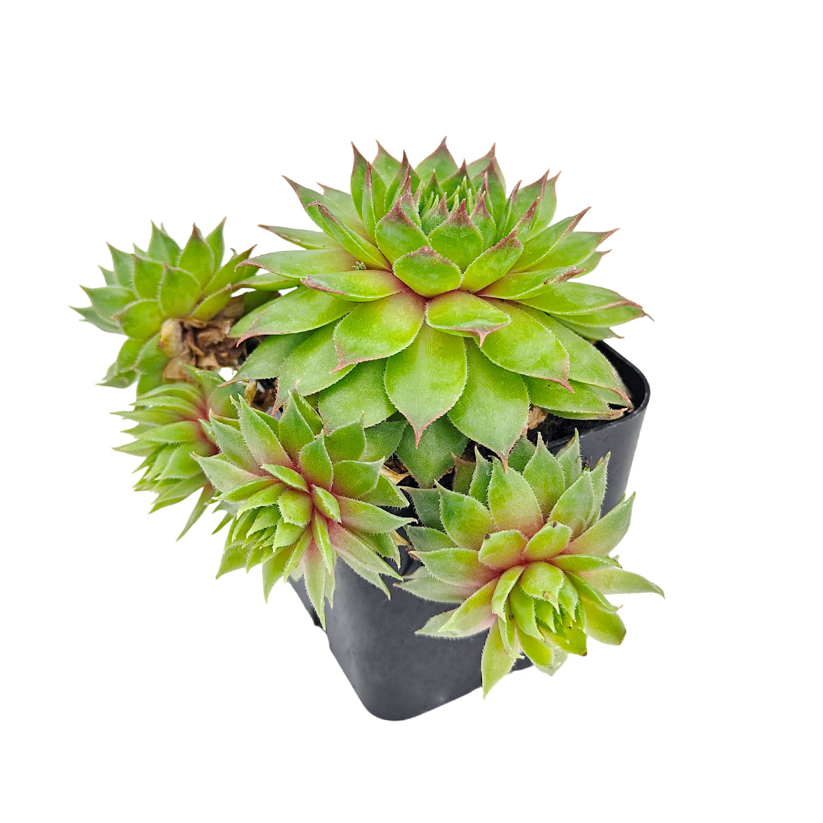 2 inch Sempervivum Colorockz 'Blushing Garnet', pink succulents, indoor succulents, succulent care guide, buy succulents online