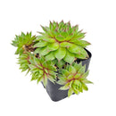 2 inch Sempervivum Colorockz 'Blushing Garnet', pink succulents, indoor succulents, succulent care guide, buy succulents online