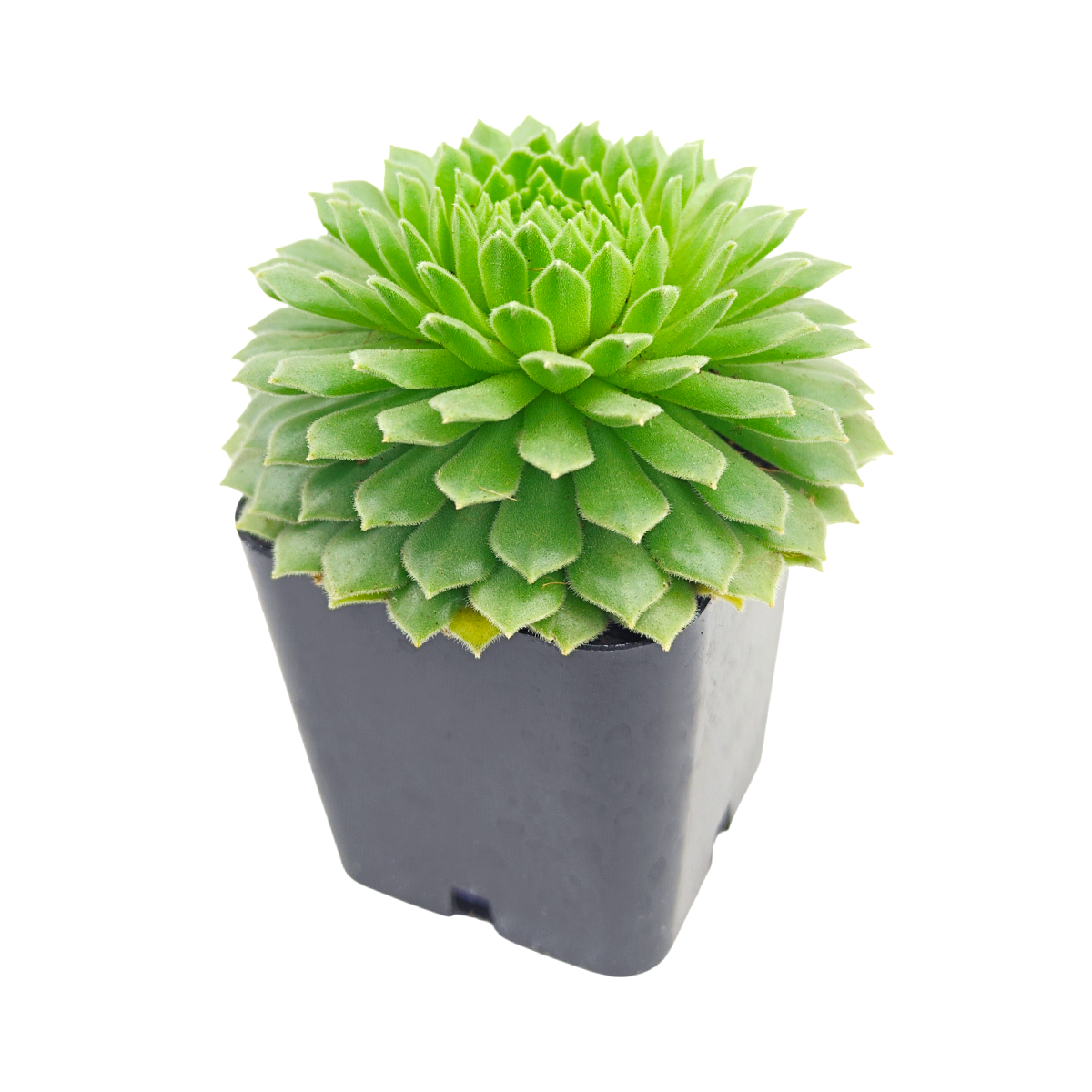 2 inch Sempervivum 'Crimson Velvet', green succulents, indoor succulents, succulent care guide, buy succulents online