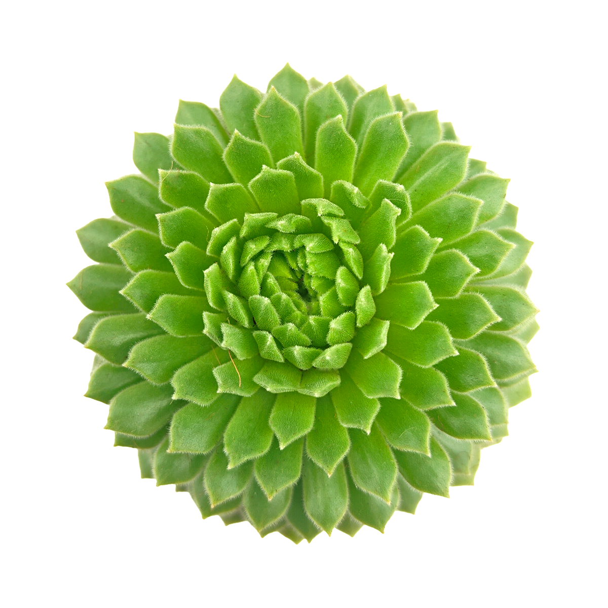 2 inch Sempervivum 'Crimson Velvet', green succulents, indoor succulents, succulent care guide, buy succulents online