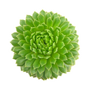 2 inch Sempervivum 'Crimson Velvet', green succulents, indoor succulents, succulent care guide, buy succulents online