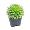2 inch Sempervivum 'Crimson Velvet', green succulents, indoor succulents, succulent care guide, buy succulents online
