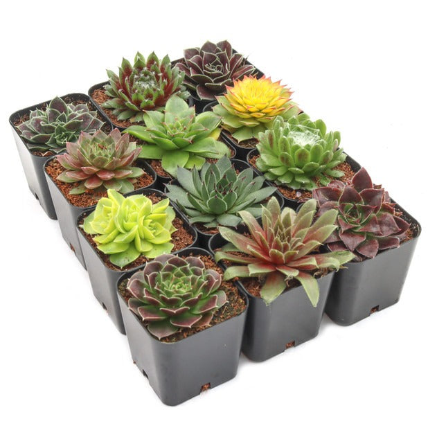 succulent pots large Sempervivum Succulent Pack - Live Hen and Chicks Succulents (6, 12, or 20 Pack)