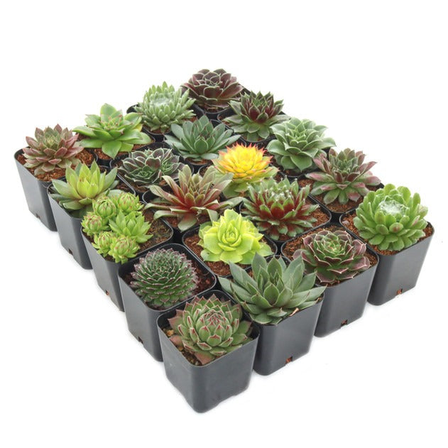 large potted succulents for sale Sempervivum Succulent Pack - Live Hen and Chicks Succulents (6, 12, or 20 Pack)