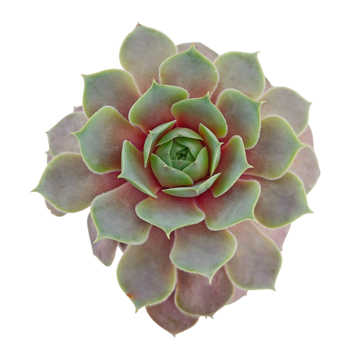 Chick Charms Giant Steel Appeal for sale, how to grow succulents, succulent plant, succulent care tips, succulent subscription, succulents garden, Succulents, Succulents shop near me, Rare succulents