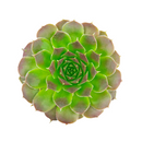 Sempervivum heuffelii 'Dorado'