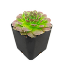 Sempervivum heuffelii 'Dorado'