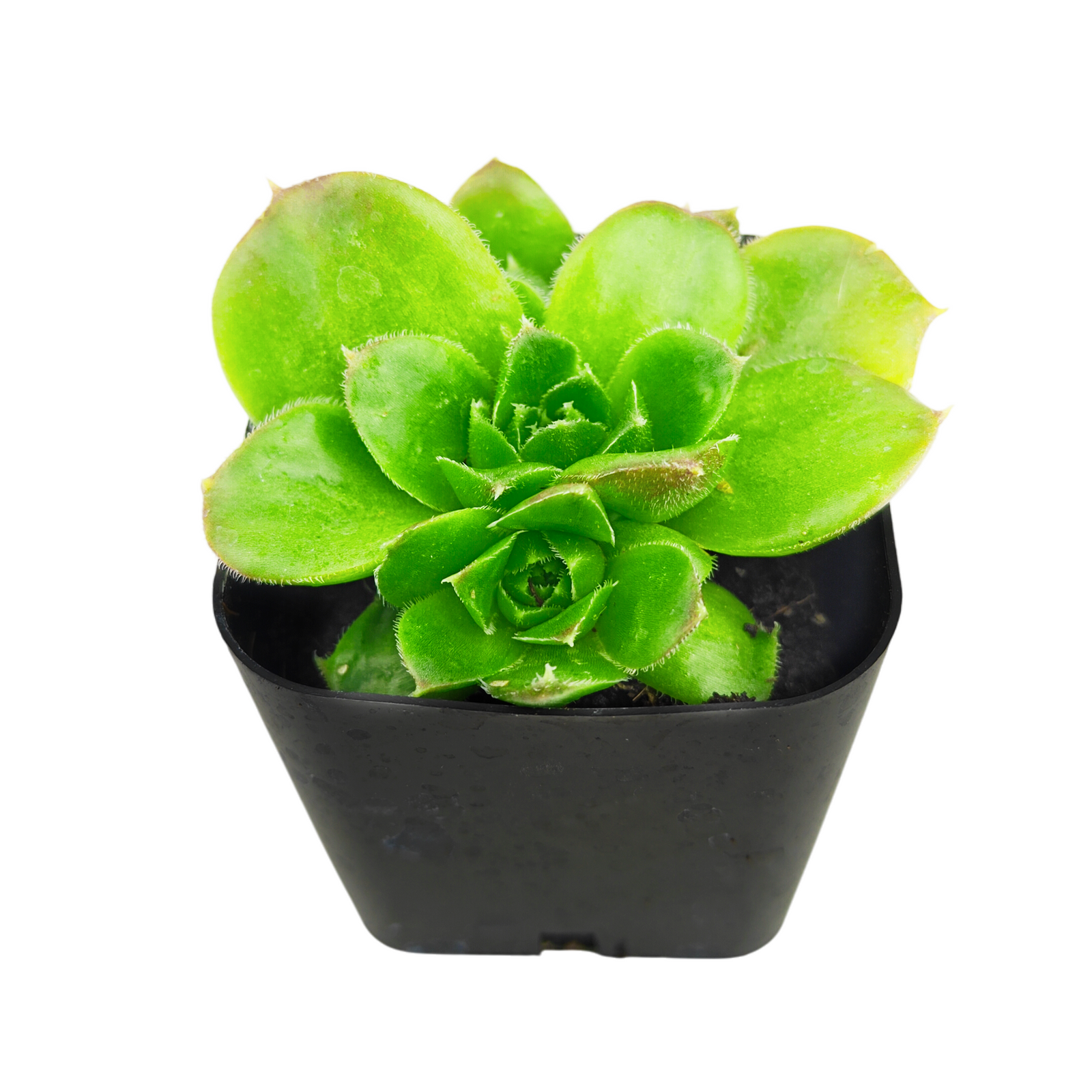 colorful succulents for sale, Decorative small plants for home, Cute desk plants, Small potted plants for office, Buy small indoor plants online