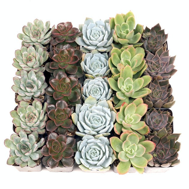 Echeveria 25 pack, succulent party favors, bulk plants for DIY, mini succulents for weddings, assorted echeveria varieties, indoor succulent collection