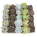 Echeveria Bulk Succulent Pack, Live Rosette Plants (25 or 50 Count), 2" Pots for Weddings, Favors, and DIY Projects