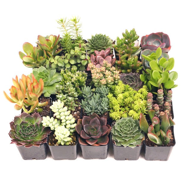 live succulents bulk Assorted Succulent Pack - 6, 12, or 25 Plants