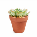 2 inch rosette succulents, small succulents for small space decor, easy to care indoor plants
