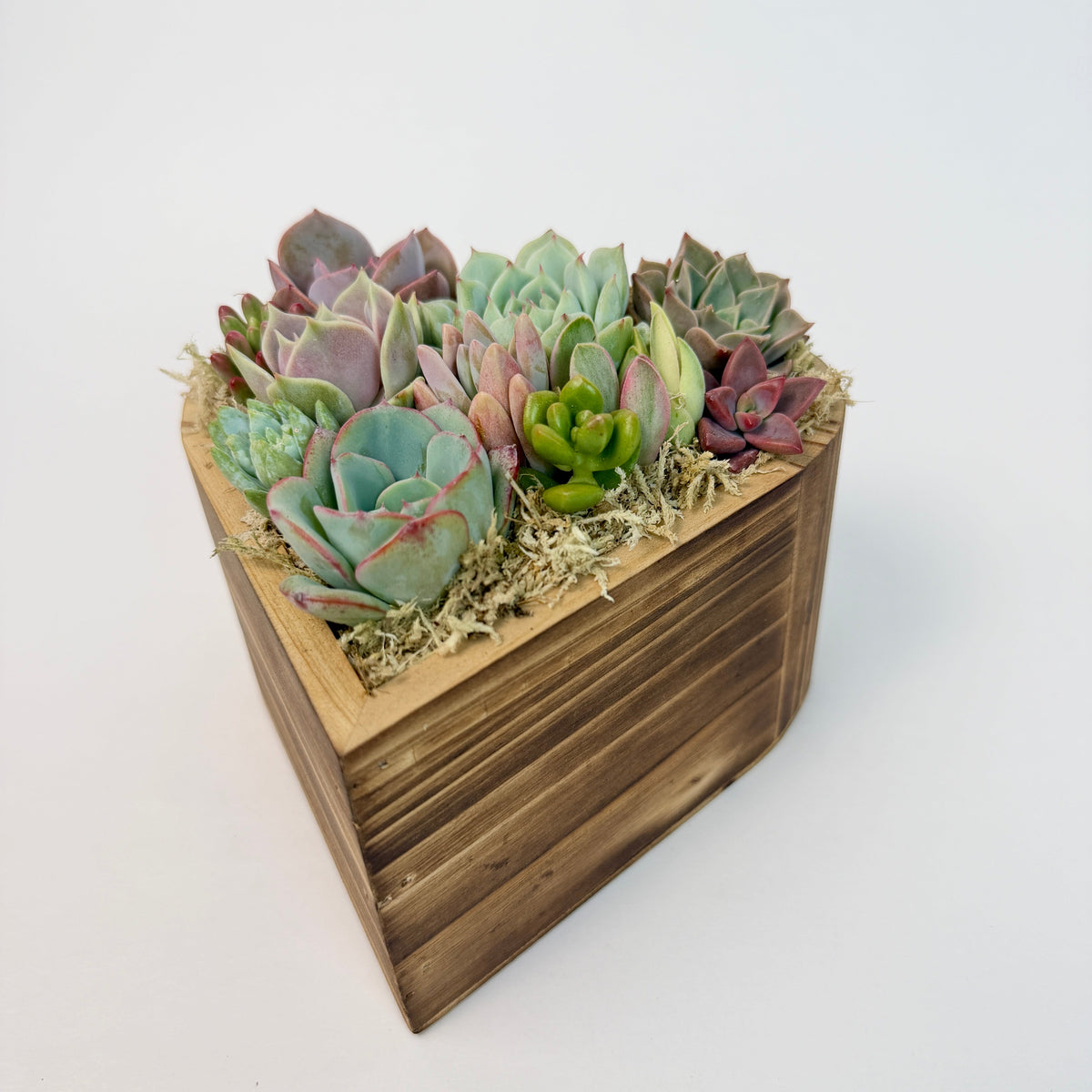 Side angle view of a 6.1-inch heart-shaped succulent arrangement showing the natural texture of the cedarwood planter