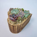 Side angle view of a 6.1-inch heart-shaped succulent arrangement showing the natural texture of the cedarwood planter