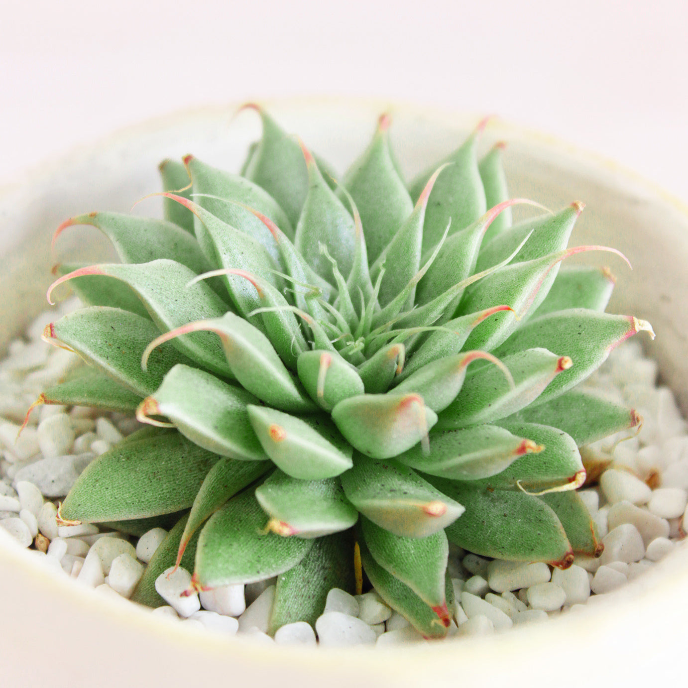 star succulent plant Graptoveria Silver Star Succulent For Sale