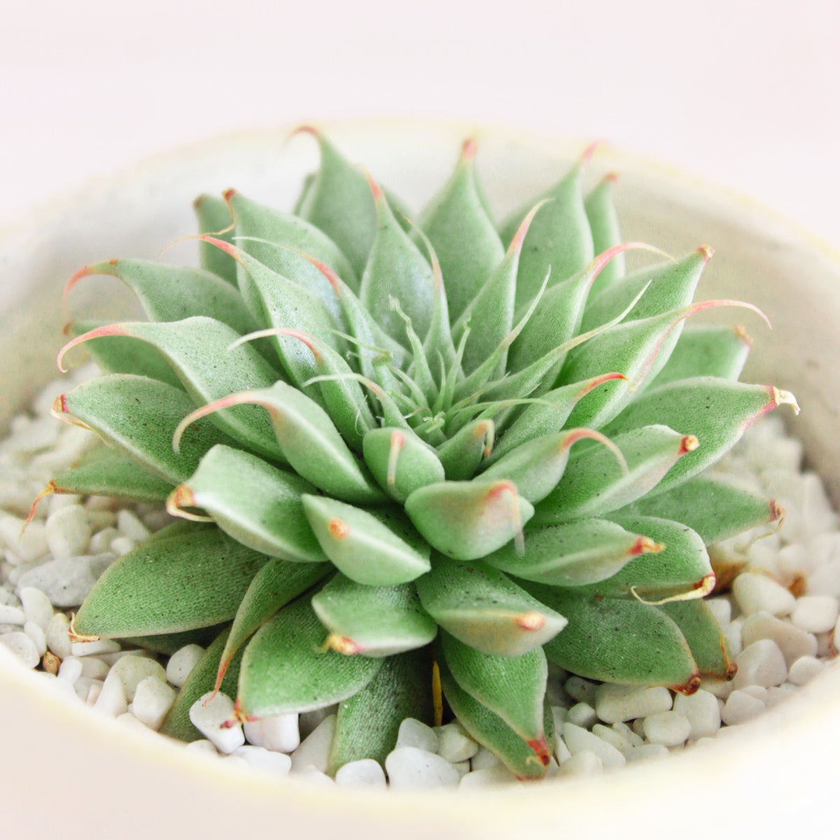 Graptoveria Silver Star for sale, succulents, succulents for sale, succulents near me, small indoor plants