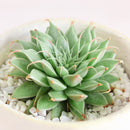 Graptoveria silver star, echeveria, echeveria succulent, echeveria types, succulent echeveria, buy succulents online, succulent shop, succulent store, echeveria plant