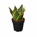 4 inch Snake Plant Sansevieria Black Gold Superba, 4 inch snake plants for sale, buy live plants online, houseplants for sale near me