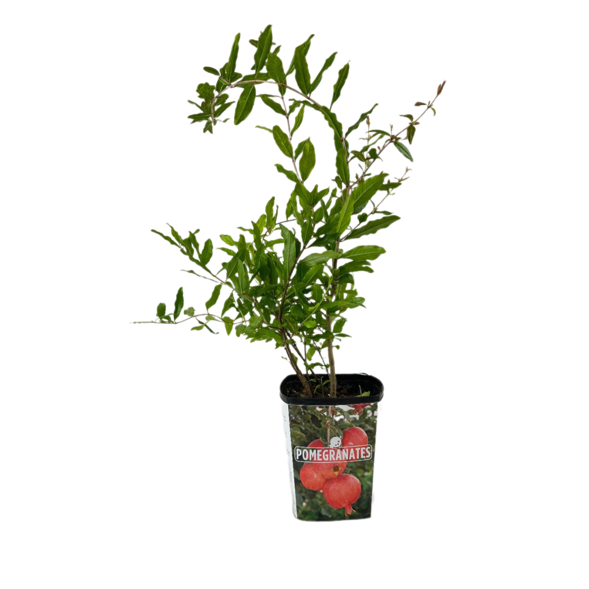 Pomegranate Azadi in grower pot, 4 inch fruit plants for sale, where to buy fruit plants, best place to buy fruit trees online