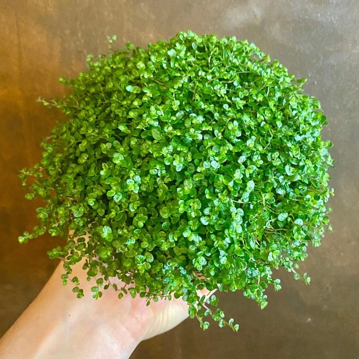 Soleirolia Soleirolii, 4 inch Soleirolia Soleirolii, 6 inch Soleirolia Soleirolii, cute live indoor plants, houseplants for sale in ca