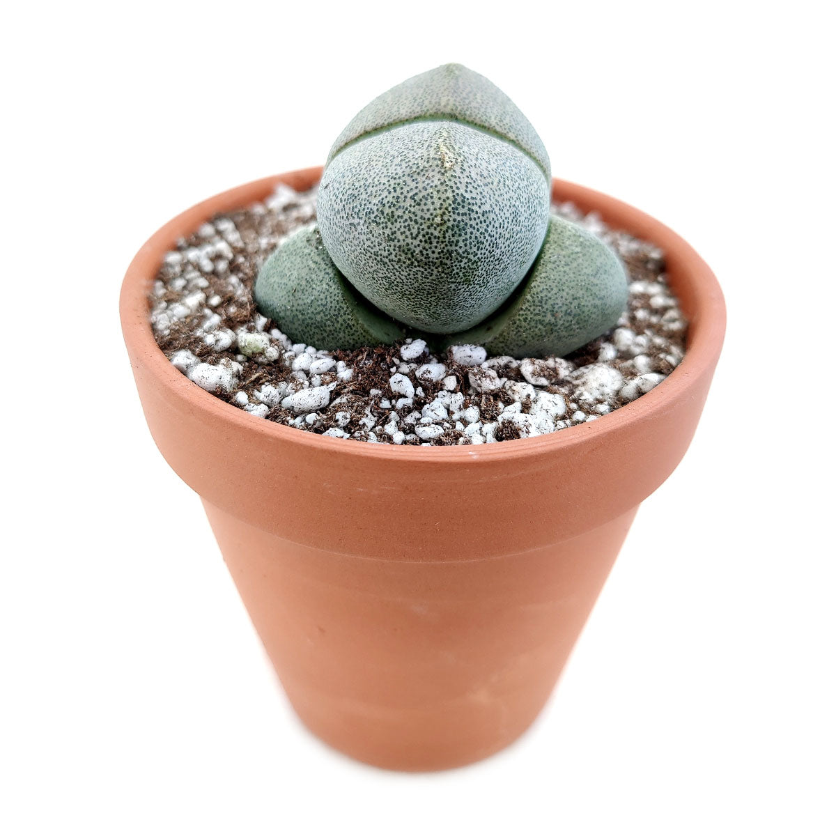 split rock succulent squishy Split Rock Pleiospilos nelii for Sale | Succulent Care