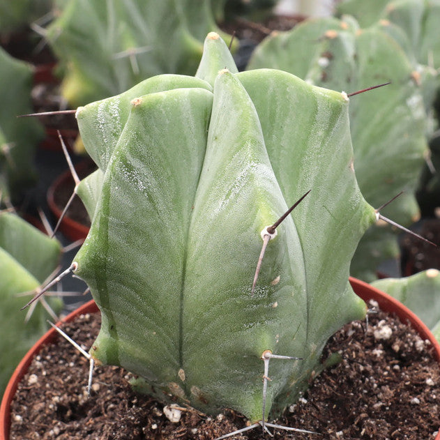 buy stenocereus pruinosus gray ghost organ pipe live cactus 2 inch online, pale silvery-gray columnar stems with powdery waxy coating, upright architectural growth form with ribbed segmented structure, extremely drought tolerant and low-maintenance succulent, thrives in bright light and well-draining soil, perfect modern shelf accent for minimalist décor, unique rare cactus gift idea for collectors