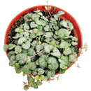succulent care guide, Rare succulents, String of hearts succulent in California, How to grow String of hearts succulent, string of hearts, string of hearts plant, variegated string of hearts