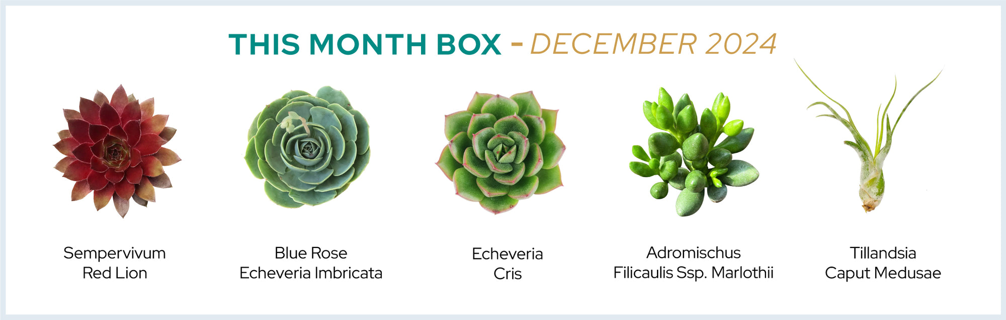 December 2024 Box | Monthly Box of Healthy & Unique Succulents, Air Plants