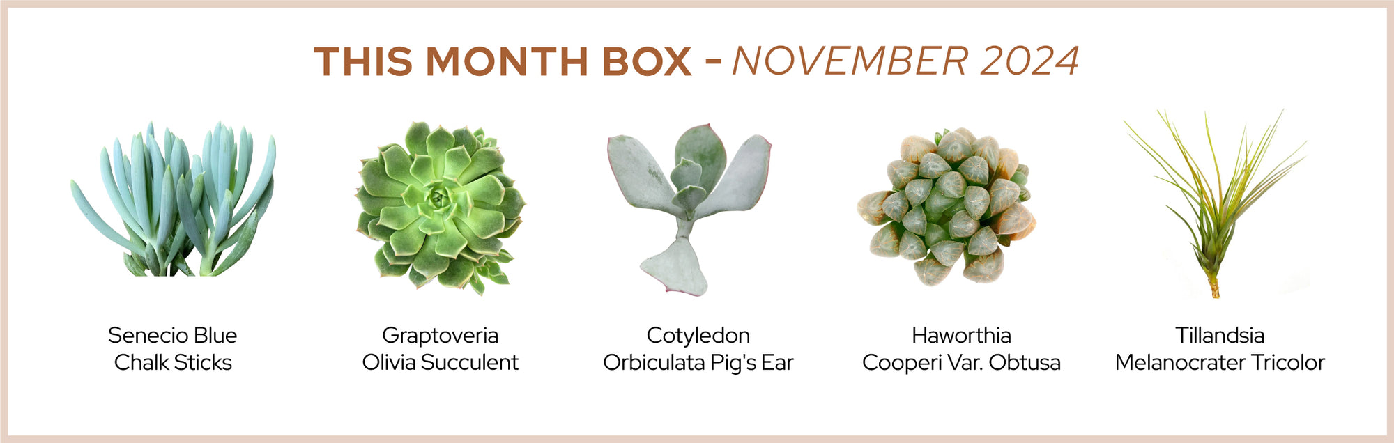 November 2024 Box | Monthly Box of Healthy & Unique Succulents, Air Plants