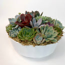 High angle view of a premium live succulent bowl arrangement in a white planter, showcasing the tight cluster of different varieties