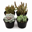 Assorted Succulent Variety, indoor succulents, 4 inch succulents for sale, buy succulents online, gifts for plant lovers
