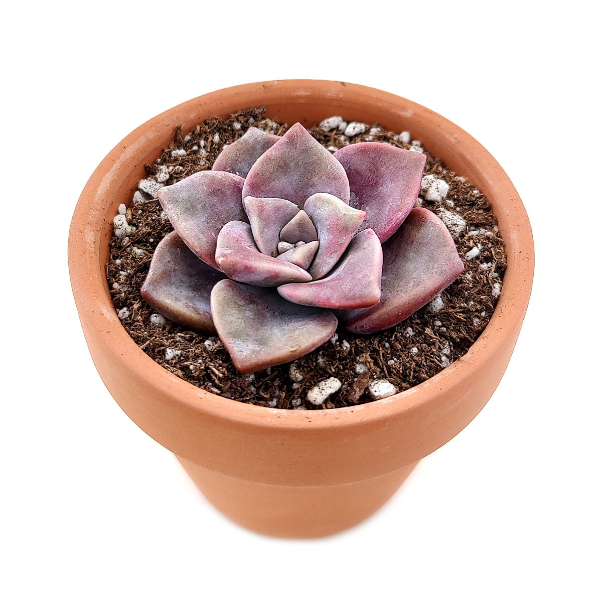 superbum succulent care Graptopetalum Superbum Pentandrum For Sale with Care Guide 2 inch / White Modern Pot by Succulents Box