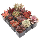 romantic succulent Valentine Succulent Pack