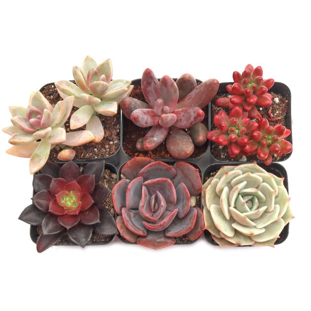 qvc succulents Valentine Succulent Pack