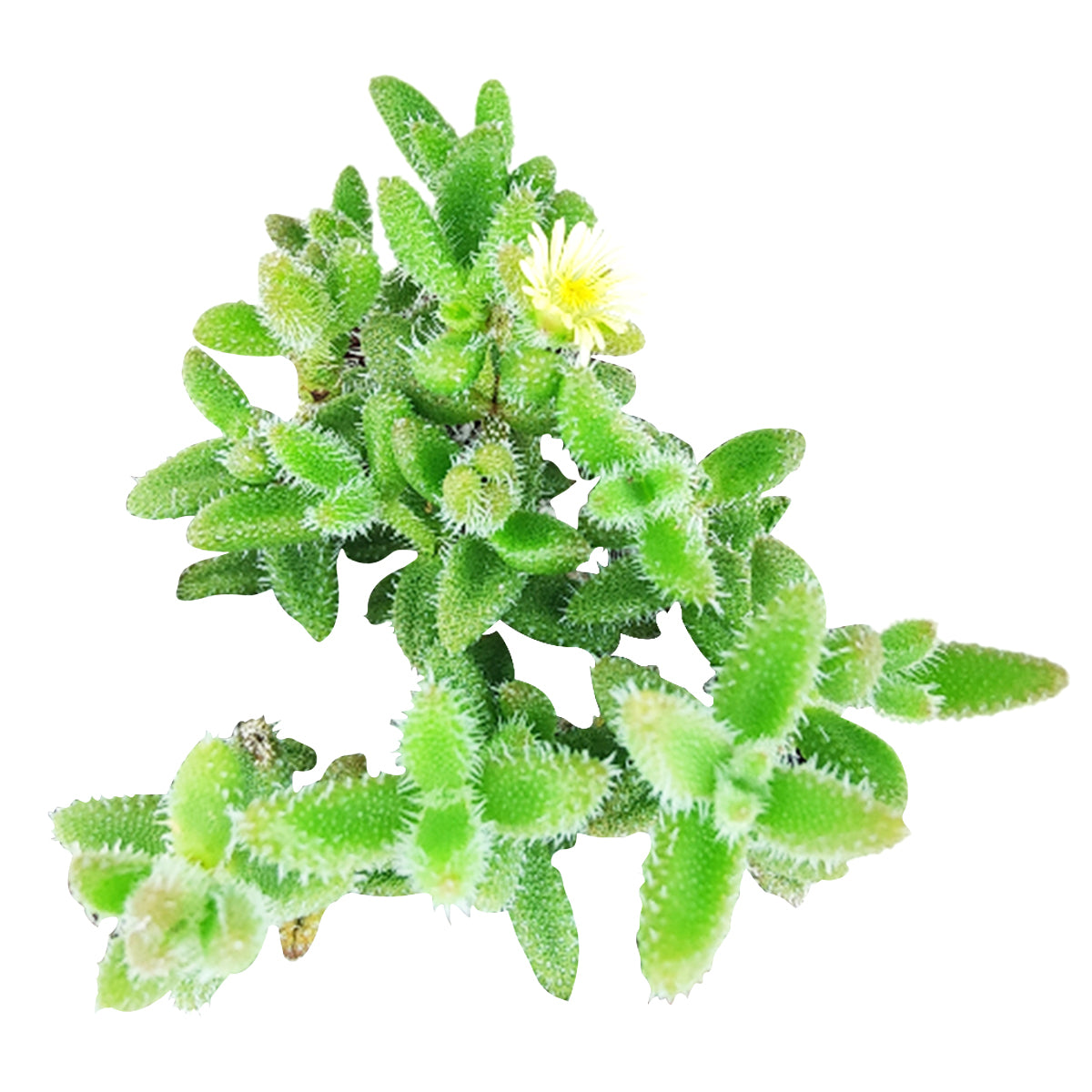 Delosperma echinatum &#39;Pickle Plant&#39;, succulents shop in California, Rare succulents, indoor succulents, how to grow succulents