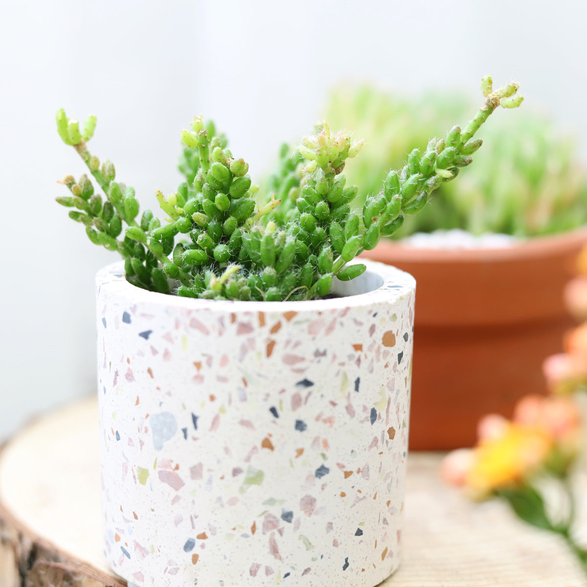 Terrazzo Pot | Mini Ceramic Pot for Succulents, Cacti and Flowers