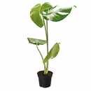 2 inch Monstera &#39;Thai Constellation&#39;, small Monstera &#39;Thai Constellation&#39;, rare small houseplants, small plants for sale