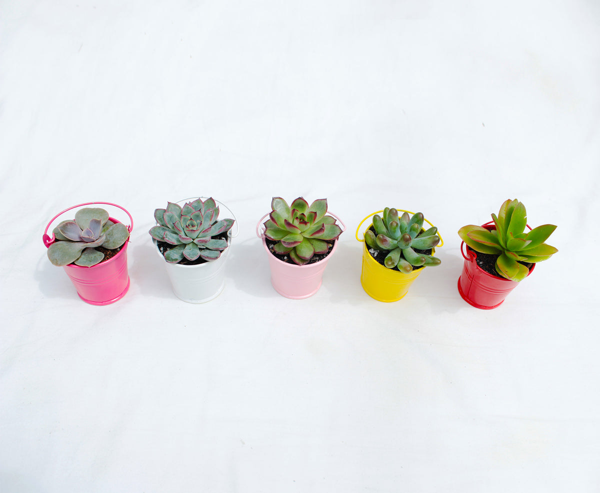 silver tone tin pail, tin pail, silver tin pail, metal bucket pot, succulent pot, succulent planter, succulent party, succulent favor, succulent box, garden shop, garden tool, home decor, mini pot, small pot, diy pot, succulent plant