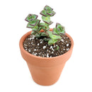 cassula tom thumb in California, How to grow cassula tom thumb, crassula, crassula plant, crassula succulent, crassula types, crassula varieties, types of crassula, crassula species, crassulas, succulent crassula