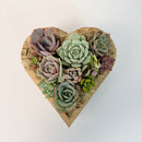Side angle view of a 6.1-inch heart-shaped succulent arrangement showing the natural texture of the cedarwood planter