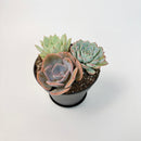 An alternative angled shot of the three-rosette succulent arrangement in a black pot, highlighting the texture and colors of the plants