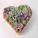 Premium large live succulent heart arrangement in a natural cedarwood container, isolated on a white backdrop