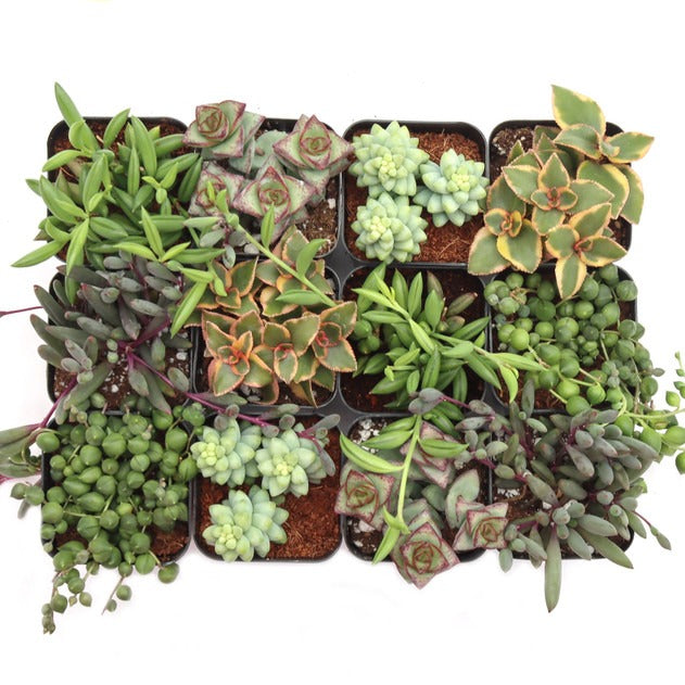 string succulents for sale Trailing & String Succulent Pack