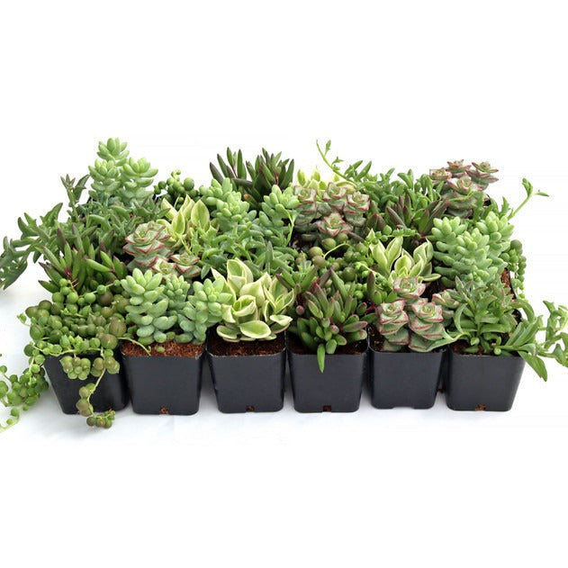 Trailing Succulents, String of Pearls, String of Hearts, Hanging Plants, Live String Plants, Succulent Variety Pack