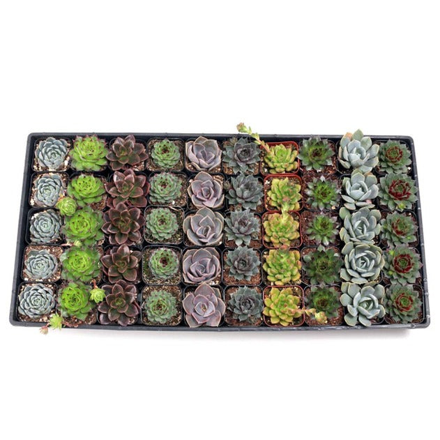 Echeveria and sempervivum mix, 2 inch succulent rosettes, bulk succulents for events, mini rosette plants, bridal shower succulent favors, colorful succulent assortment