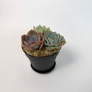An alternative angled shot of the three-rosette succulent arrangement in a black pot, highlighting the texture and colors of the plants