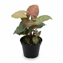 Buy rare Syngonium Merry online, unique tropical houseplant with heart-shaped leaves, best care for Syngonium Merry