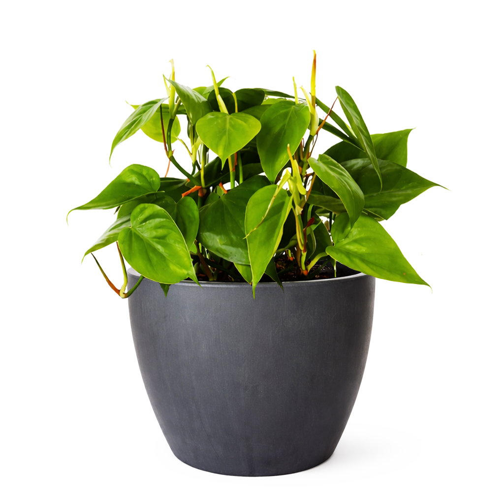 Philodendron Cordatum, philodendron cordatum care, cordatum philodendron, caring for an philodendron cordatum