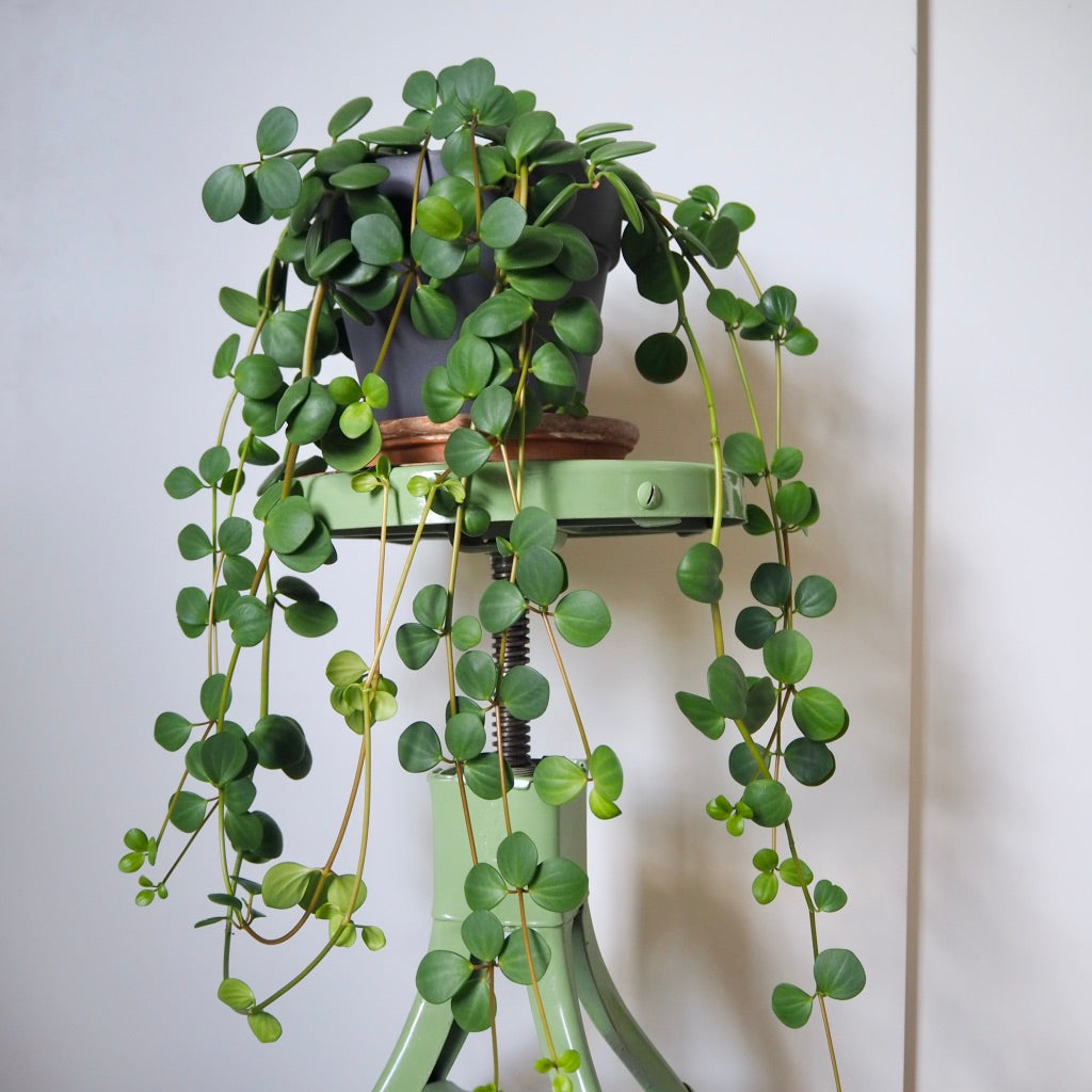 Peperomia Hope care guide, medium-light houseplant, houseplant for hanging baskets, light and watering requirement for Peperomia Hope, large peperomia hope